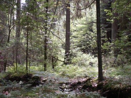 Losheim Walhoelzbach