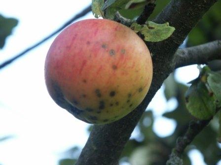Herbst
