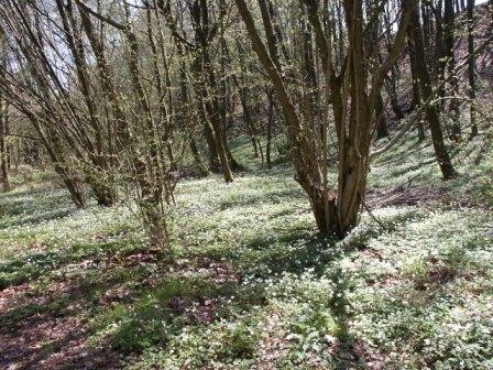 Park Schoenwies Waldhoelzbach